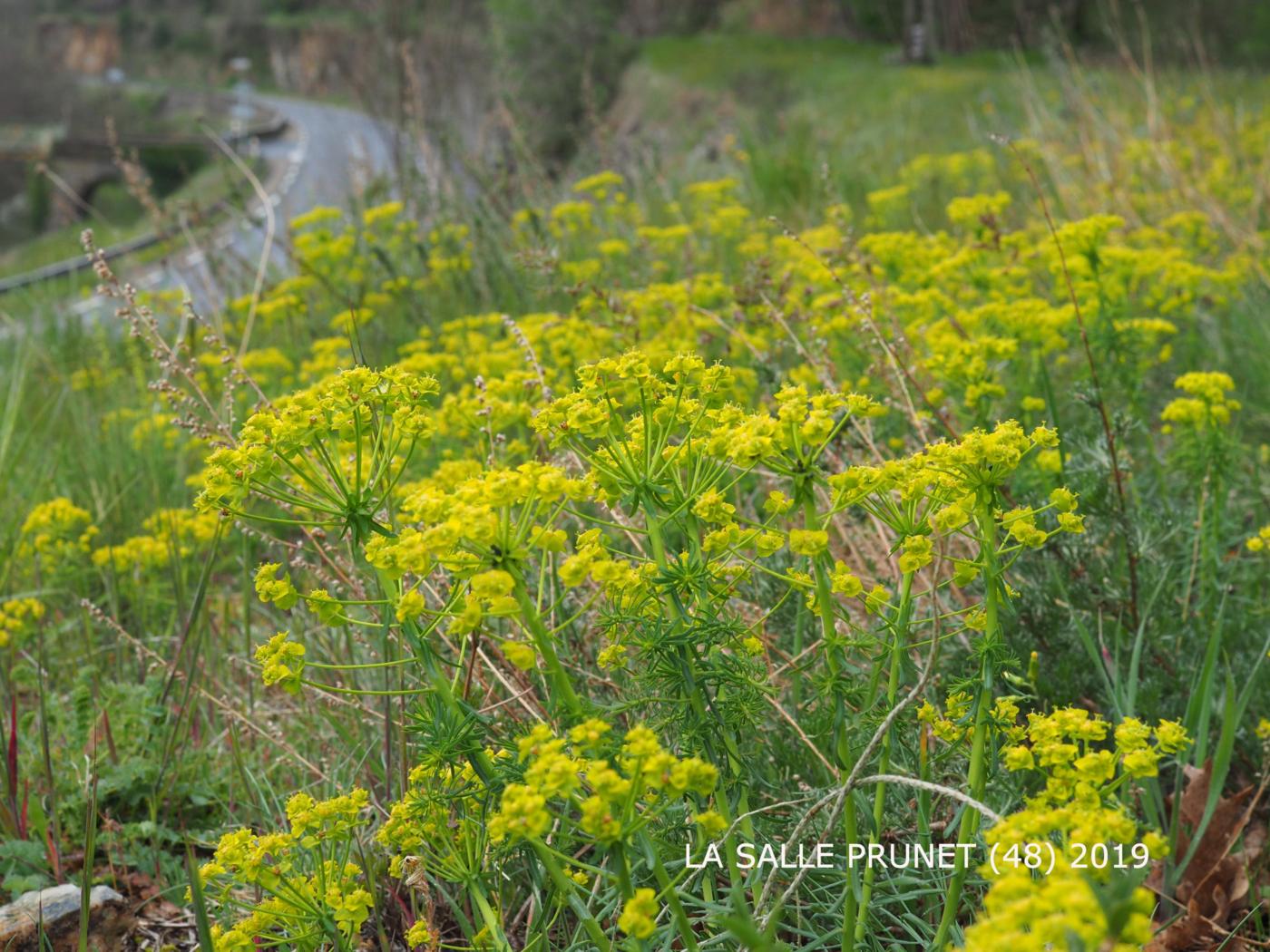 Spurge, Cypress plant